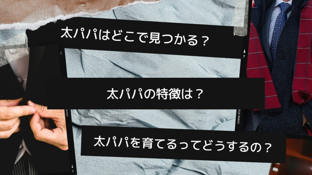 パパ活で太パパを見つける方法
